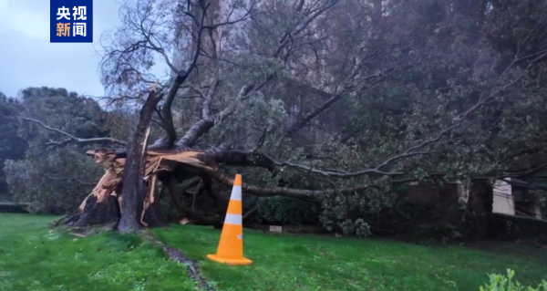 慧眼智行 强风雨侵袭新西兰 树木倾倒 供电仍在抢修